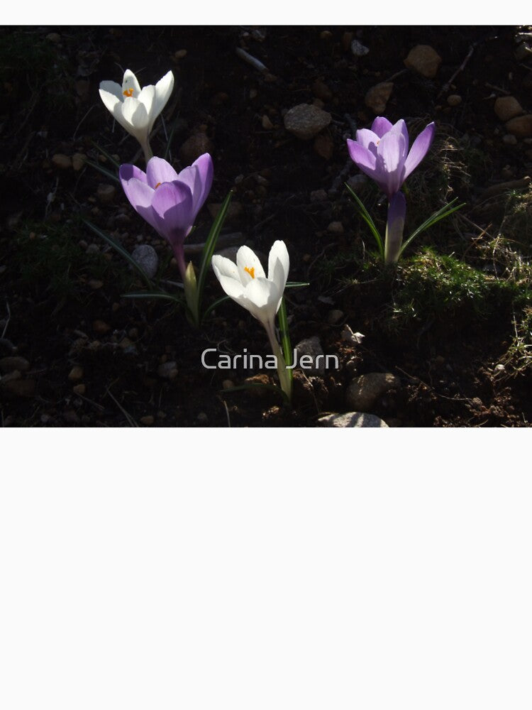 Crocuses by Carina Jern