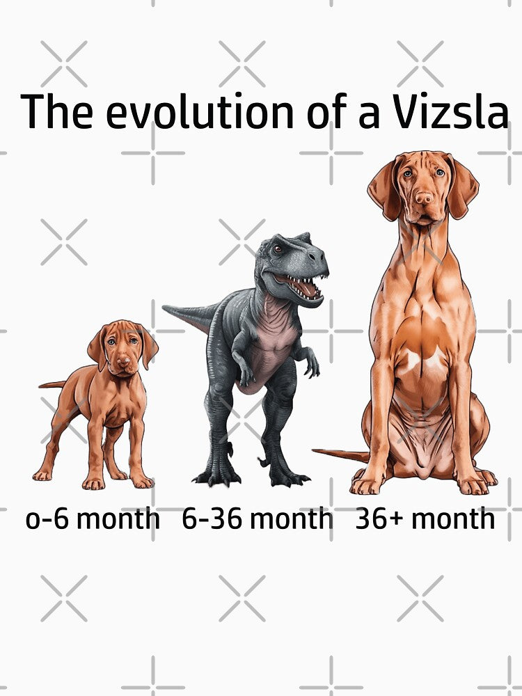 The Evolution of a Vizsla by Ranout