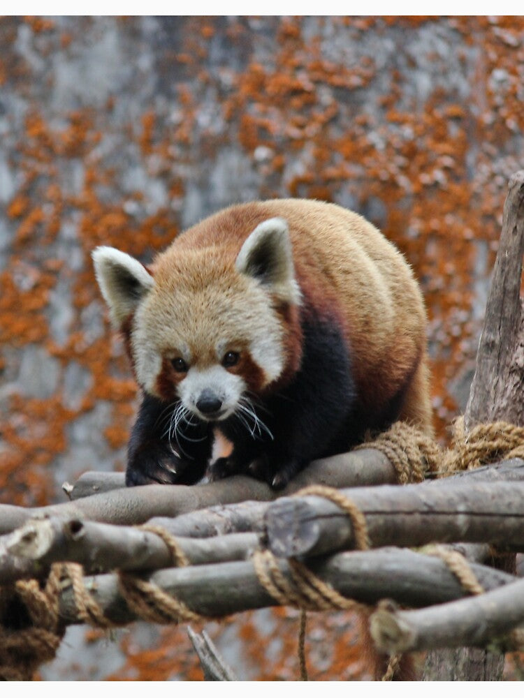 red panda by ahmadshalqeh