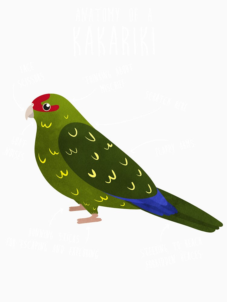 Kakariki Anatomy by Clara Hollins