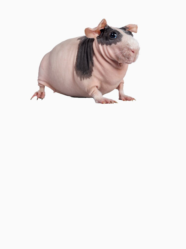 Naked guinea pig / skinny pig by Carramello