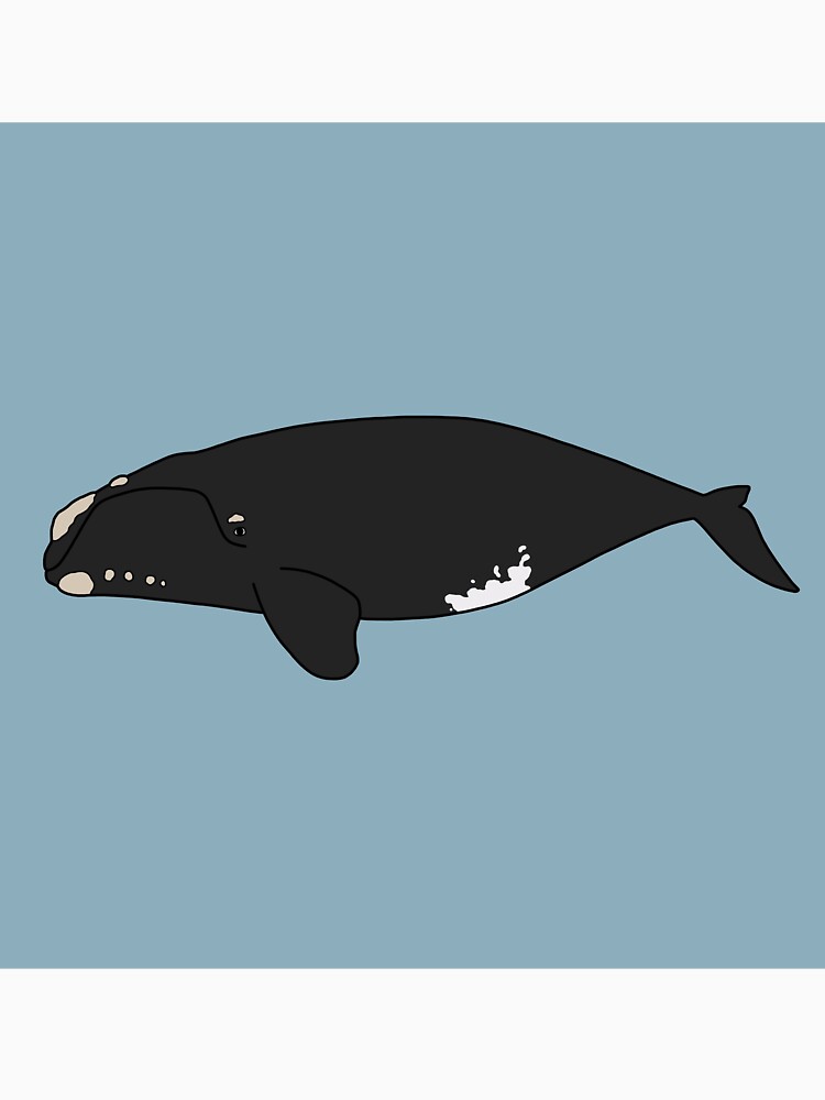 North Pacific Right Whale by taylorrowan