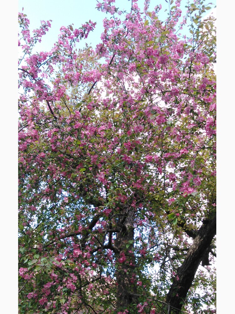 Spring blossoms in the garden by Raigitam