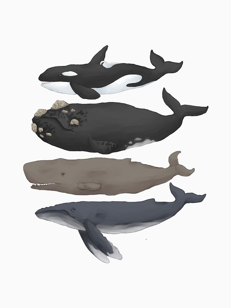 Whale Chart by orcabelly