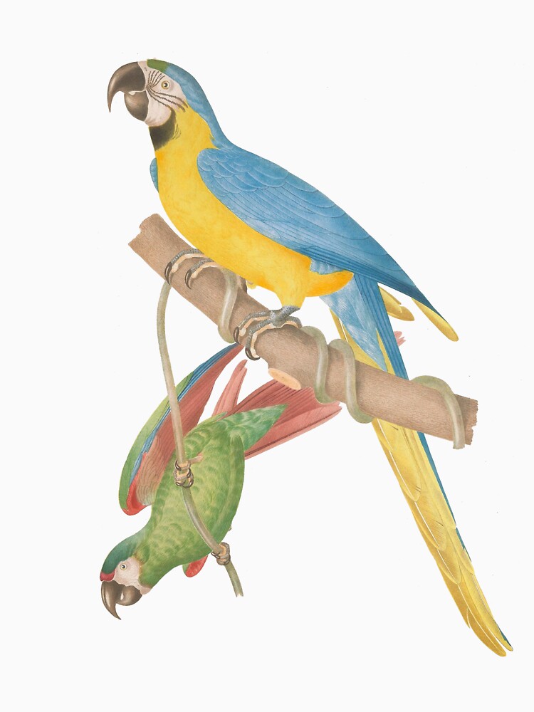 Lovely parrot Couple by OminiDesign
