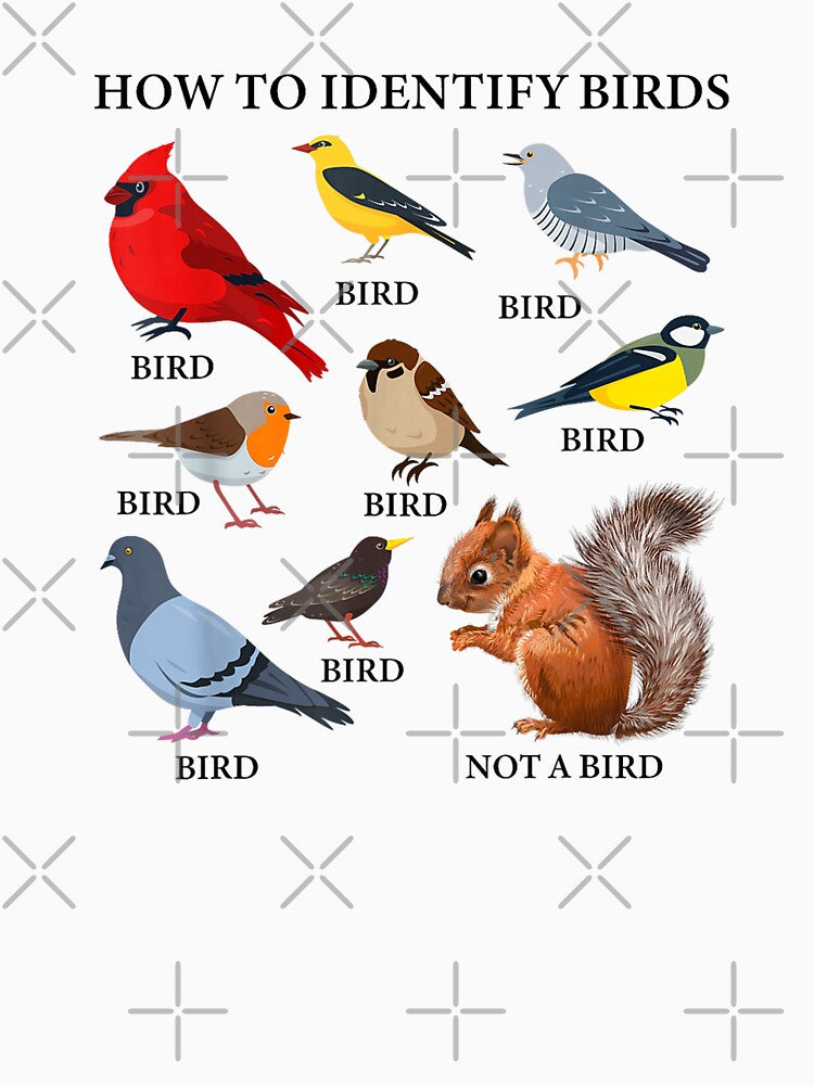 Bird Watching How to Identify Birds by goombi-creative