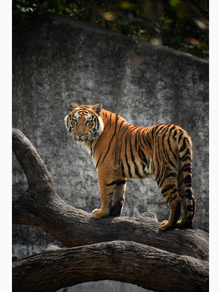 Wild Tiger by newburyboutique