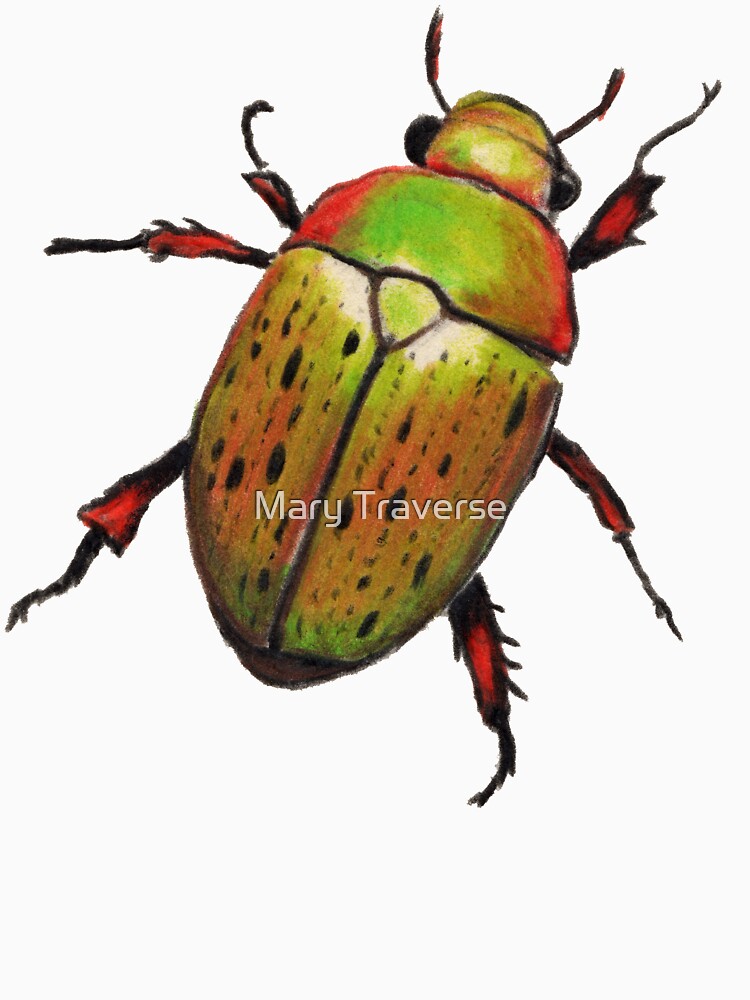 Australian Christmas Beetle (Anoplognathus suturalis) by Mary Traverse