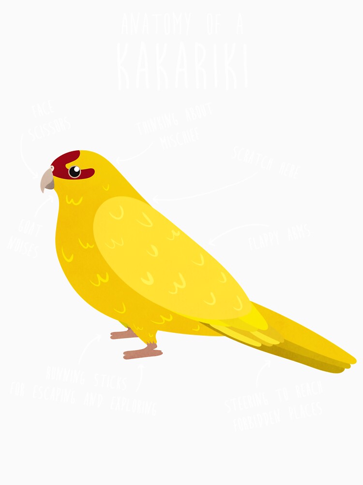 Lutino Kakariki Anatomy by Clara Hollins