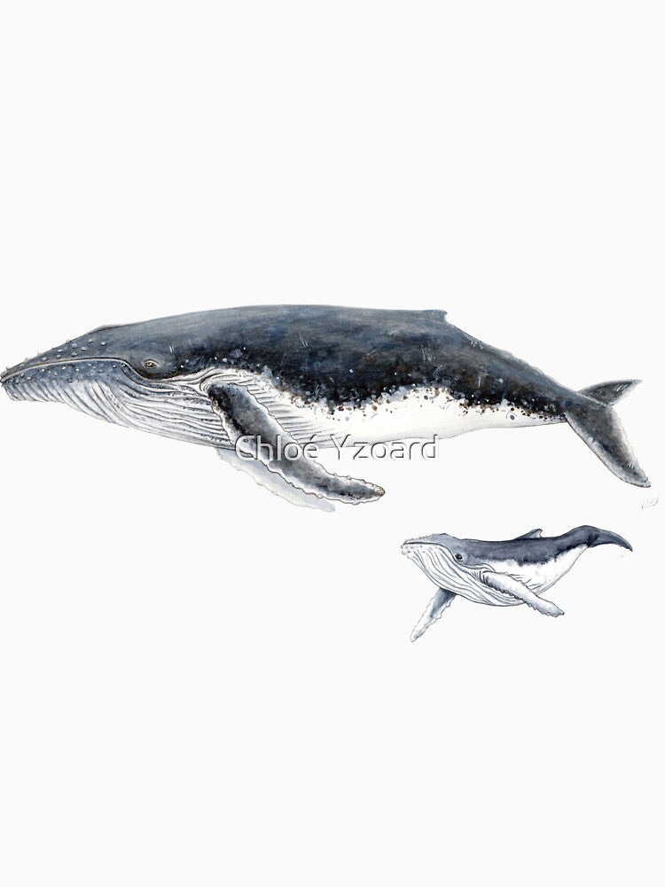Humpback whale mother and baby whale Megaptera novaeangliae by chloeyzoard