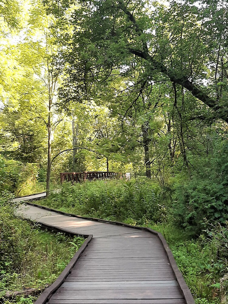 Pathways by Phyllis Koppel