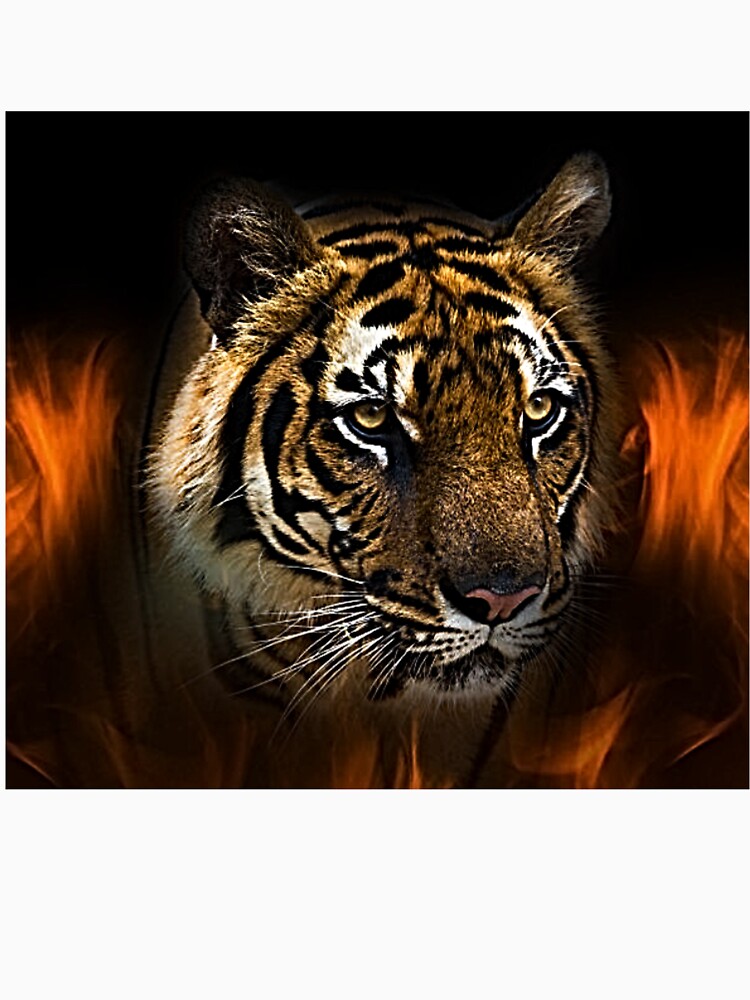 Illustration of Tiger From Fire by NoxLand