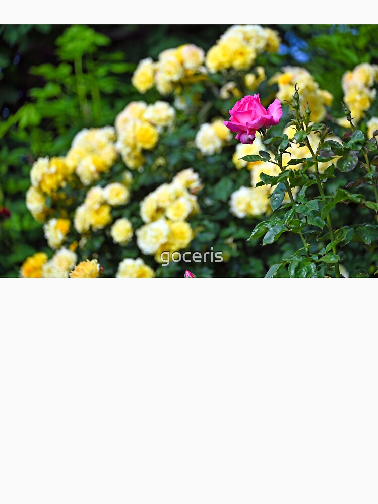 Pink Rose flower in springtime, Volksgarten, Vienna, Austria by goceris
