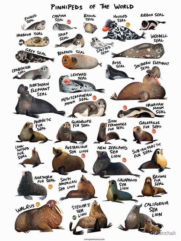 Pinnipeds of the World by Green Humour