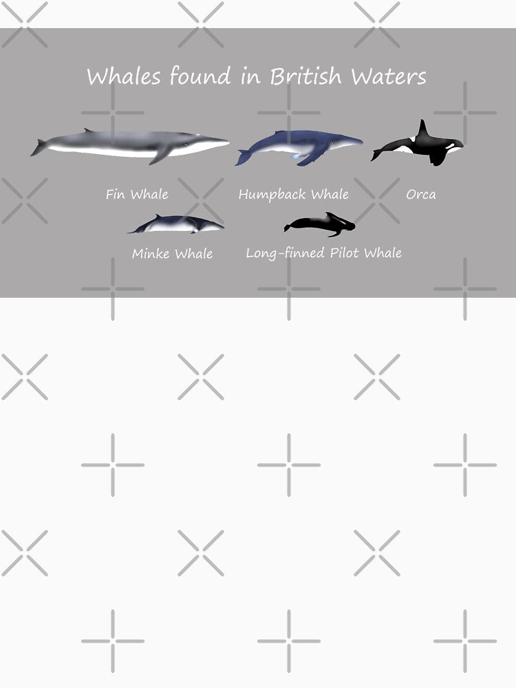 Whales found in British waters - Cetaceans by SteveEvansArt