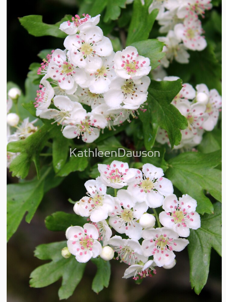 blossom by KathleenDawson