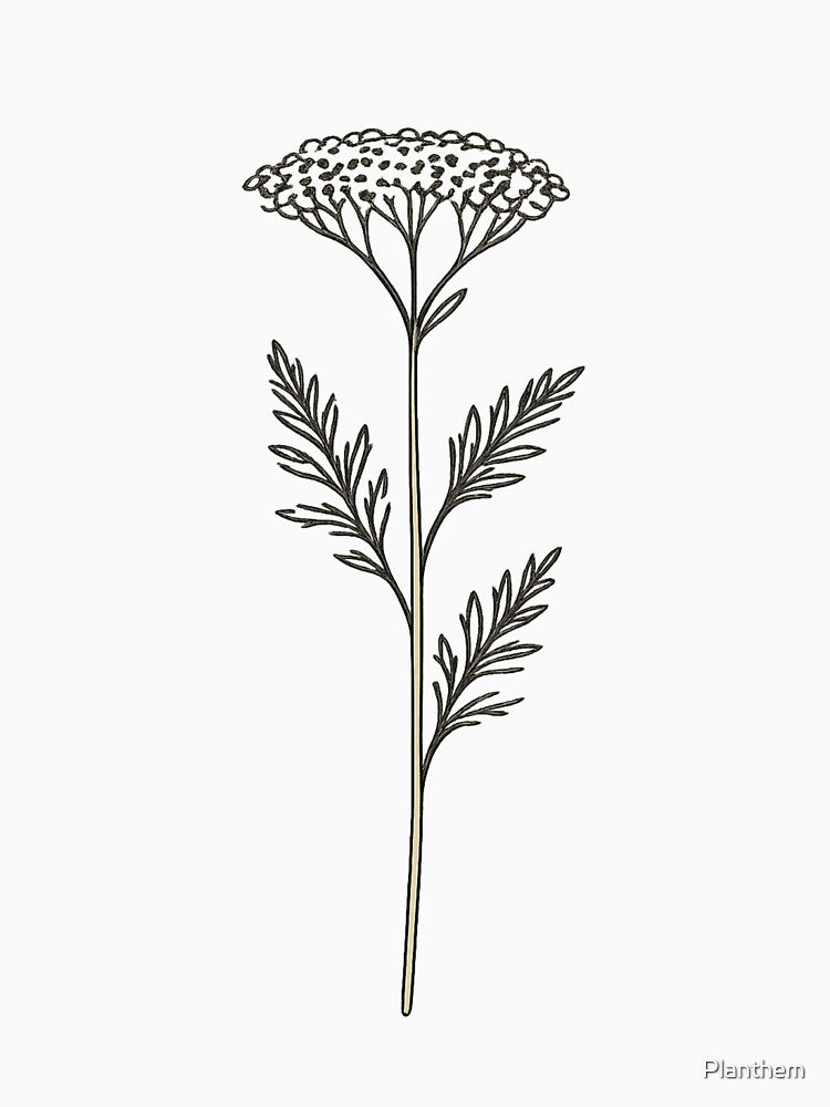 Yarrow – Minimalist Botanical Line Art by Planthem