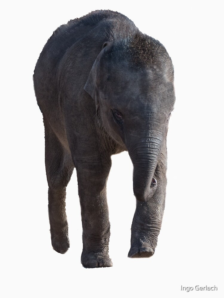 asian baby elephant by Ingo Gerlach