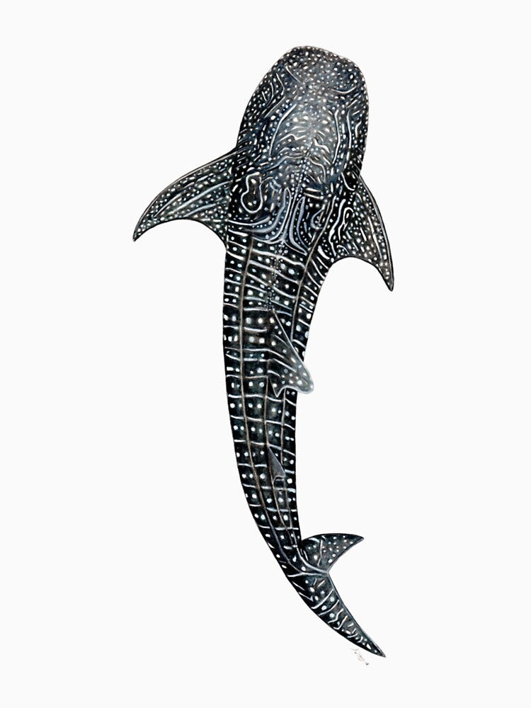 Whale shark for divers, shark lovers and fishermen by NouveauUShh