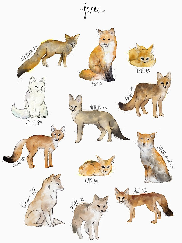 Foxes by Amy Hamilton