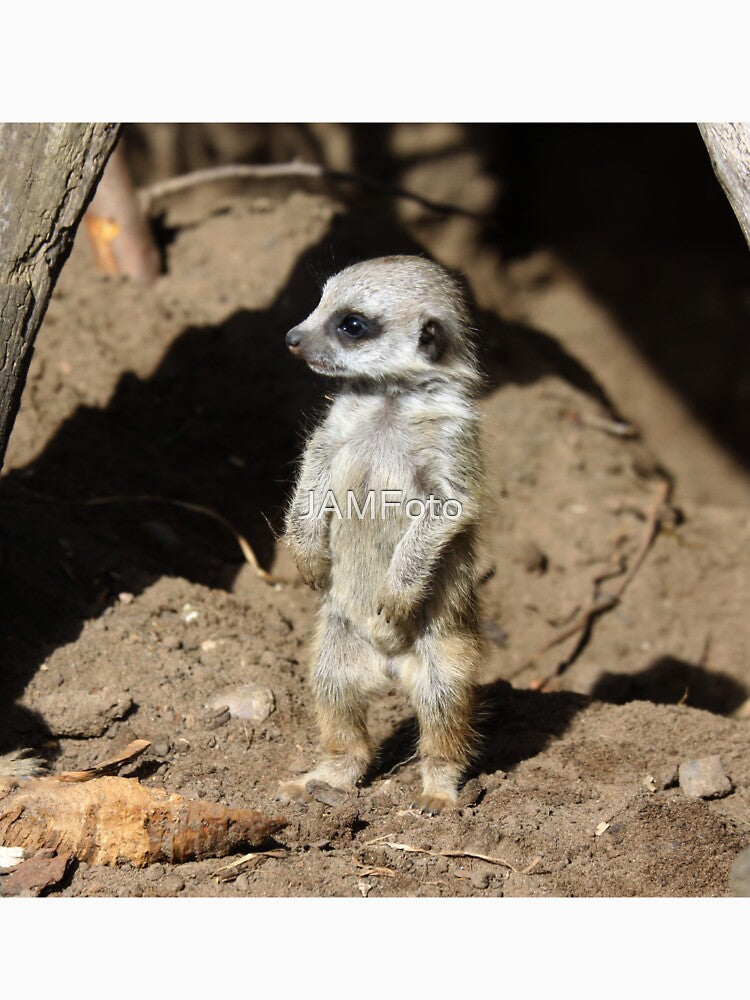 Meerkat 058 by JAMFoto