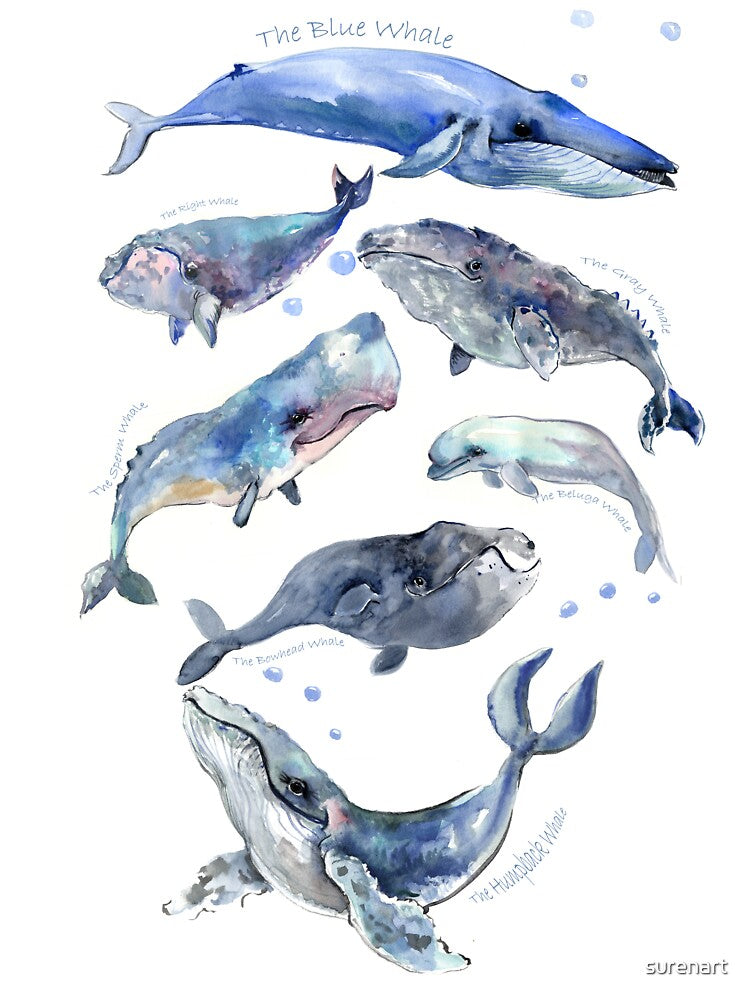 Whale çollection by surenart