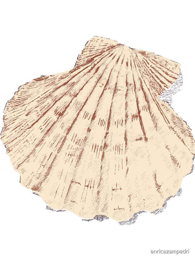 Scallop by enricazampedri