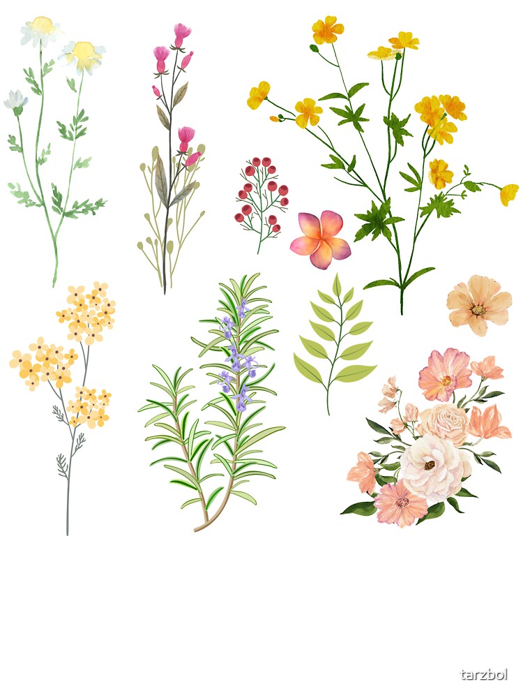 Wildflowers Botanical Illustration – Minimal Nature Flower Drawing Design by tarzbol