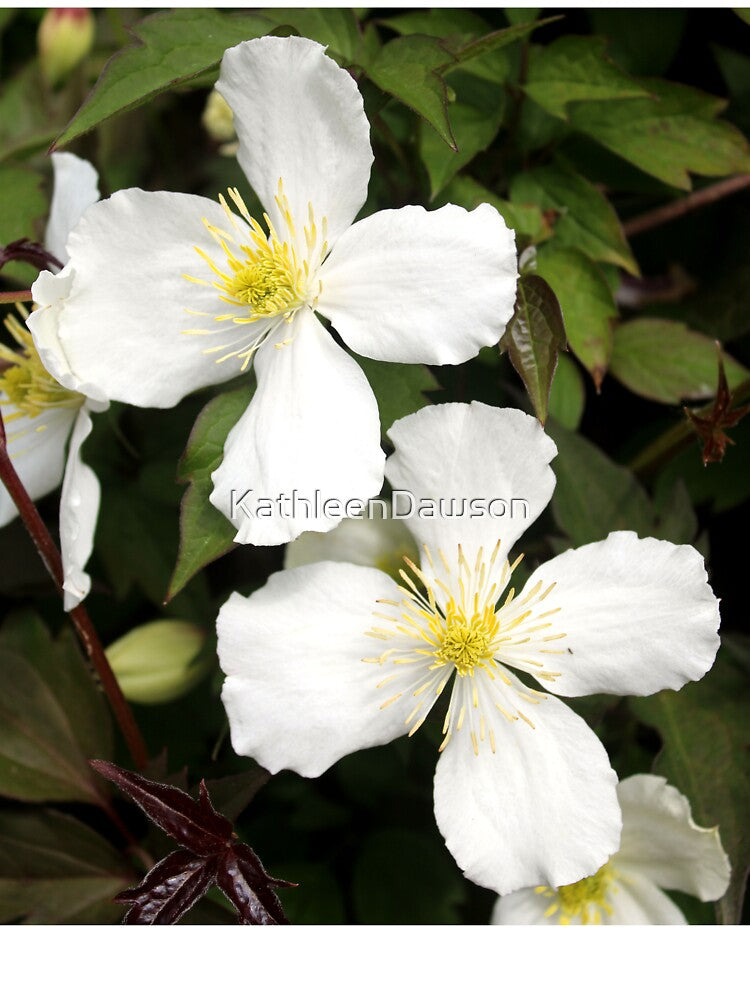 clematis by KathleenDawson