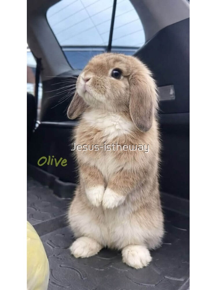 Adorable Baby Bunny Aesthetic Photography by Jesus-istheway