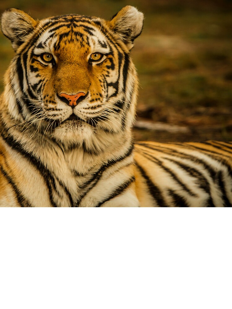 Fierce Wild Tiger by newburyboutique