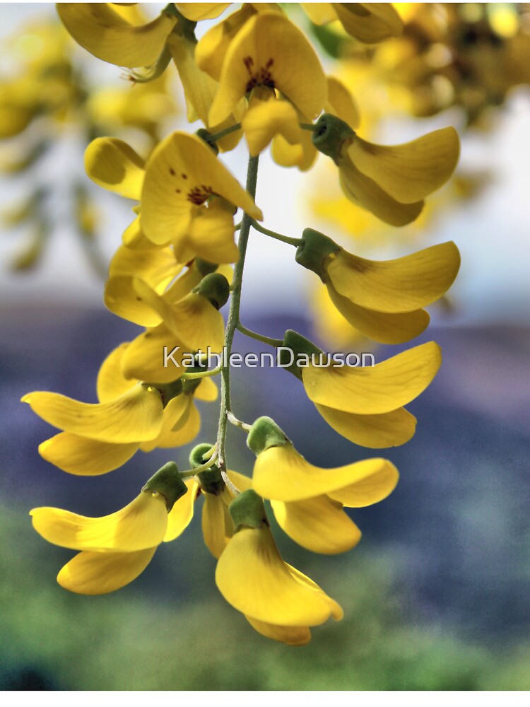 spring flower by KathleenDawson