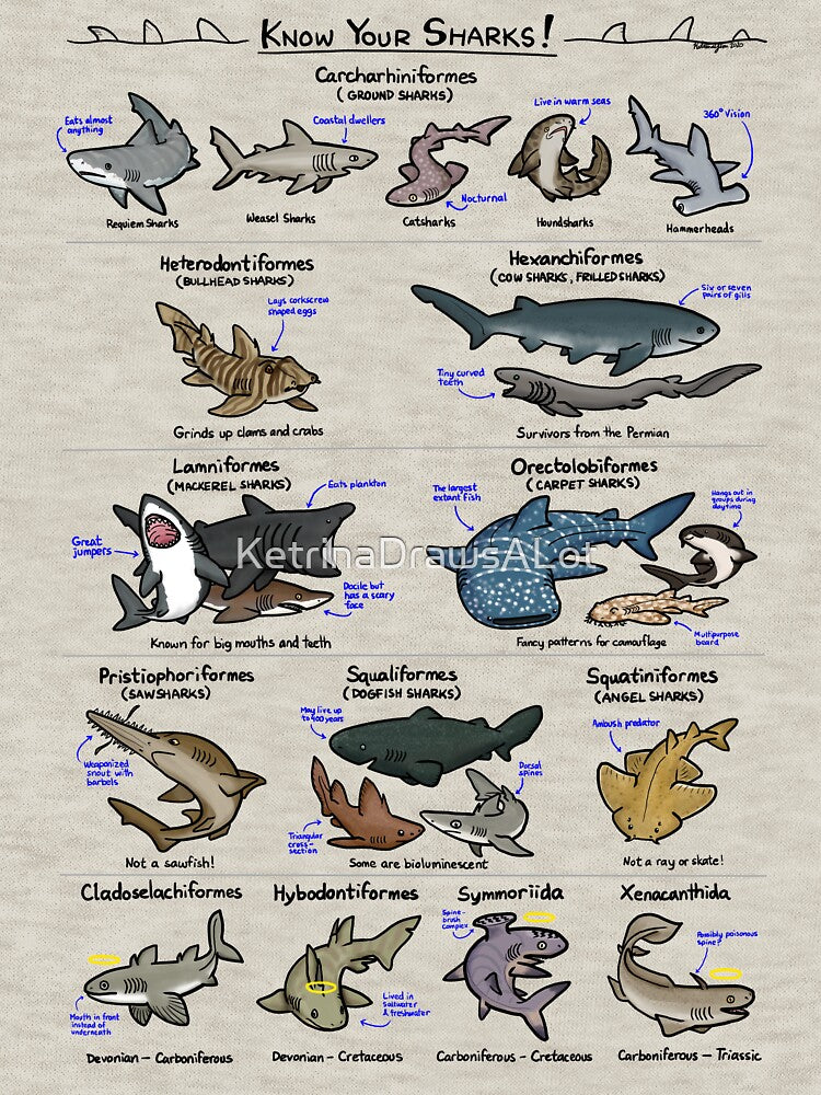 Illustrated Guide to Sharks by KetrinaDrawsALot