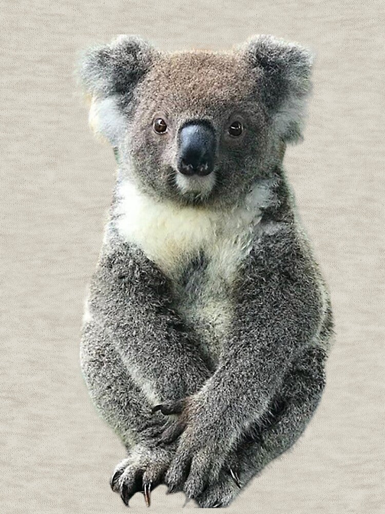 koala by BENAZCOMPANY